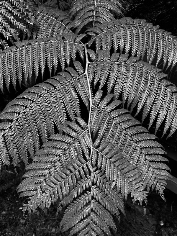 Fern Leaf in Hawaii thumbnail