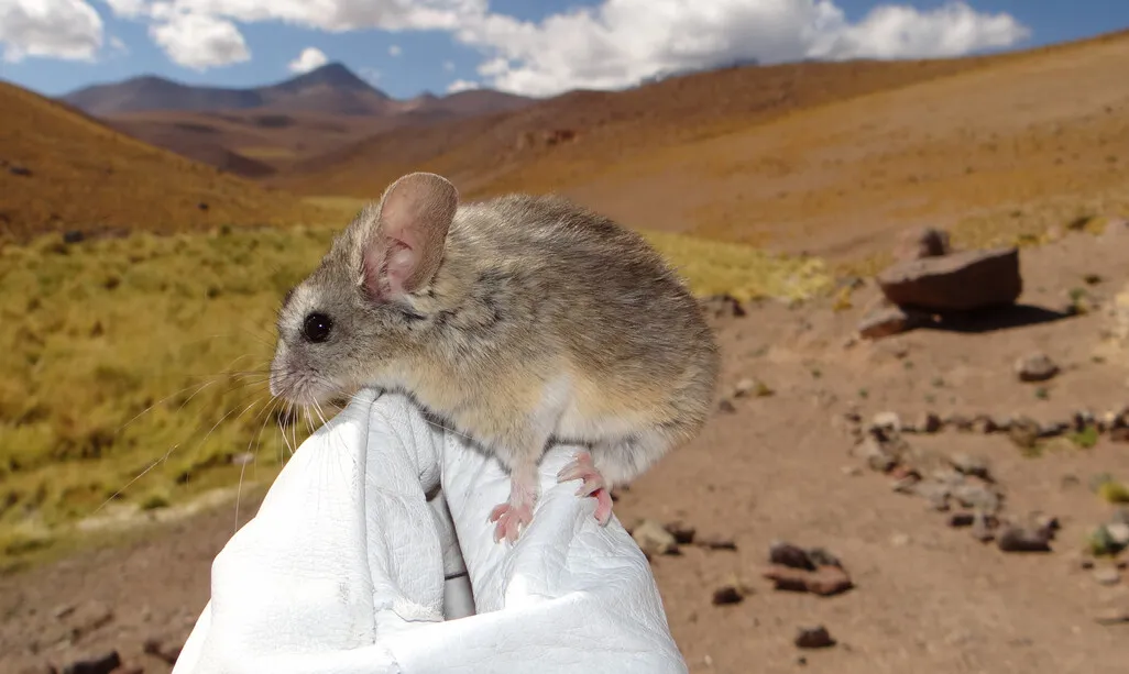 A mouse on a person's white gloved hand