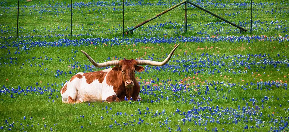  Texas longhorn amid the bluebonnets 
