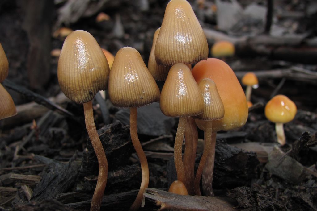 slender brown mushrooms with conical caps