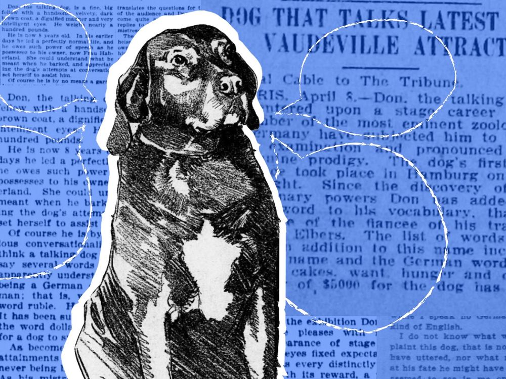 When Don the Talking Dog Took the Nation by Storm