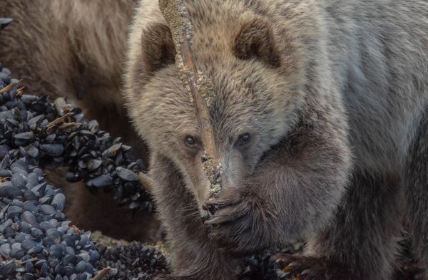 Grizzly Bear cub feeding in the Great Bear Rainforest thumbnail