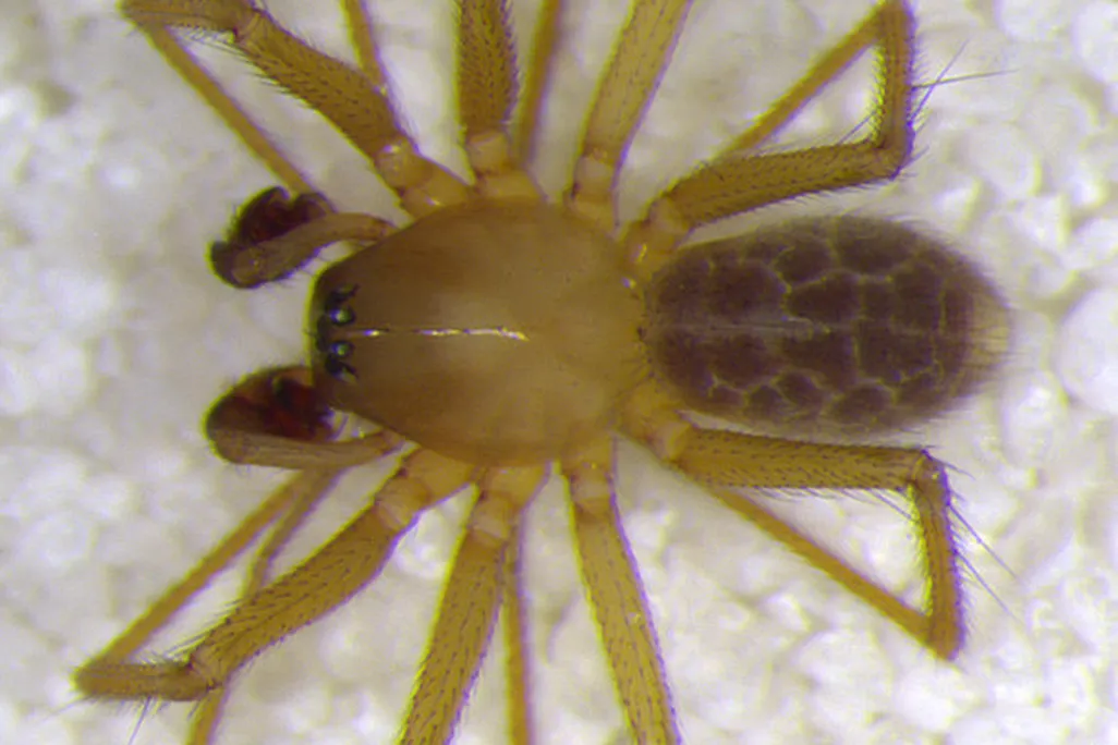 Indiana Spider