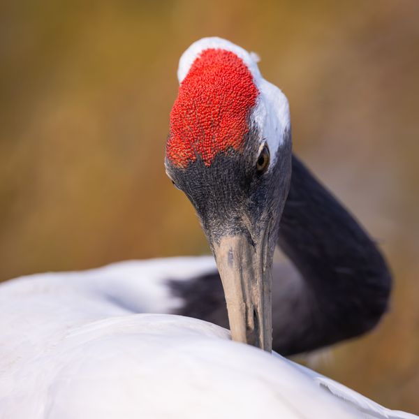 Red-crowned crane thumbnail