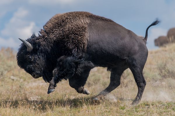 A Bison in Yellowstone Happy for a Dirt Bath thumbnail