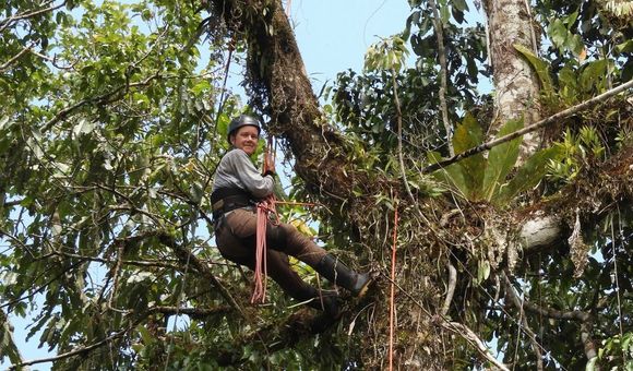 researcher Tremie Gregory climbs high up a tree in Peruvian Amazon rainforest to set up a camera trap