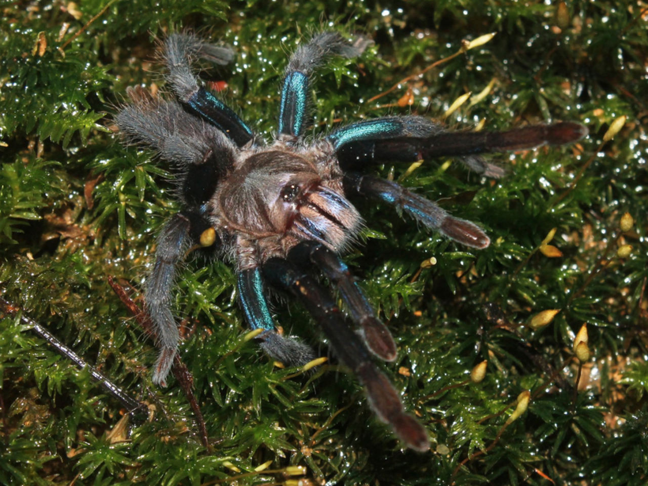 洋楽 Tarantula Tliltocatl vagans - Mexican Redrump Tarantula