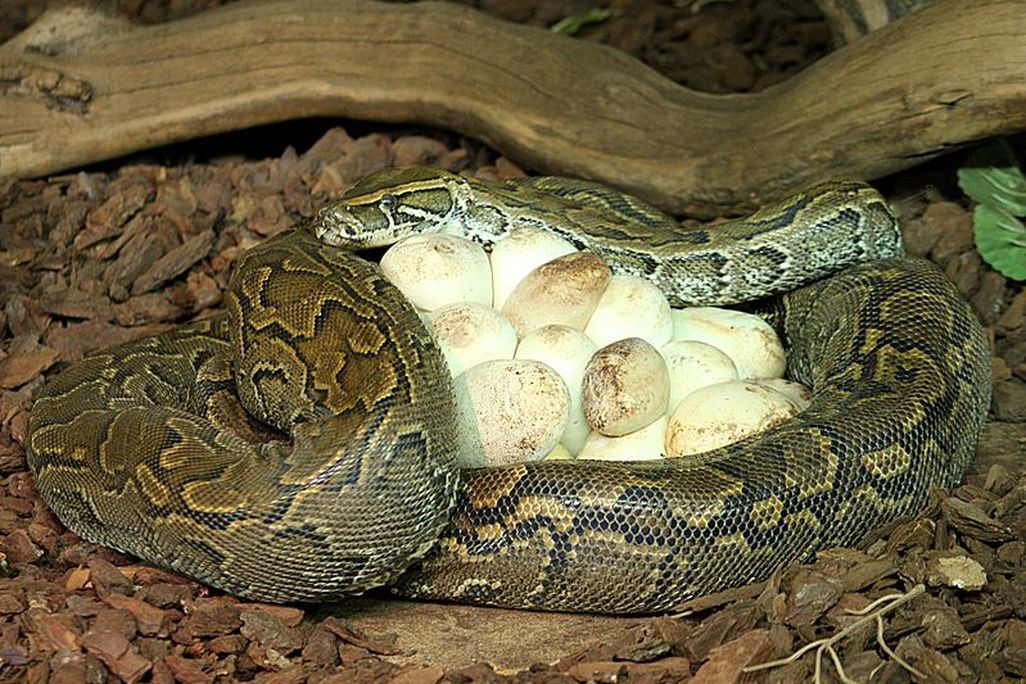 Reptile birth