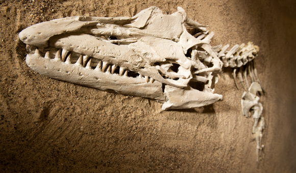 A tan-colored skull and spine sticks out of a sandy surface. The jaws of the elongated skull are studded with sharp teeth that are angled at the viewer.