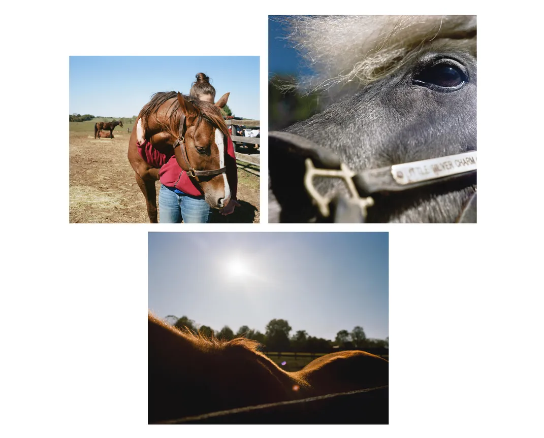 A veterinary student working with a horse; Silver Charm the miniature horse; Archie's Echo