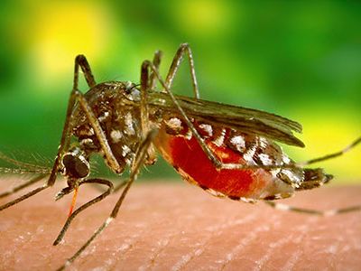 The Aedes aegypti mosquito is responsible for the spread of the chikungunya virus. The virus causes joint pain so excruciating victims can't stand or sit upright for weeks or months at a time.