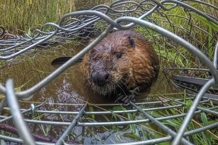 A beaver peers out of a Hancock live trap after being captured by Molly Alves, a biologist with the Tulalip Tribe in Washington.