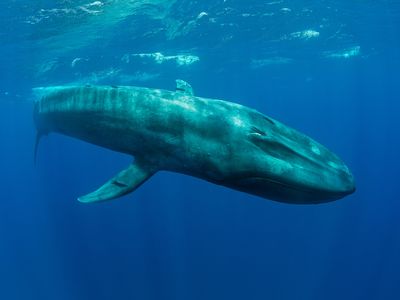 A blue whale swims through the Indian Ocean. These massive creatures are the largest animals on Earth.