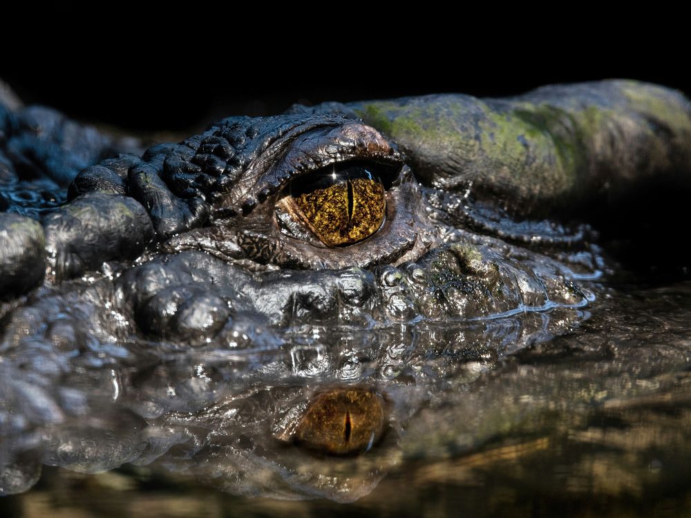 Cassius the crocodile's eye