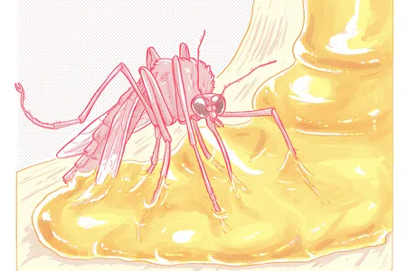 A mosquito stuck in resin is on its way to becoming a fossil preserved in amber.