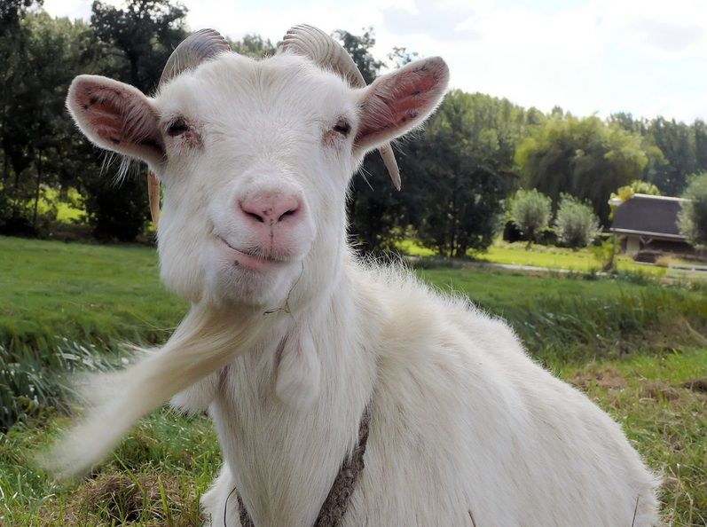 Never Underestimate a Goat; It’s Not As Stupid As It Looks