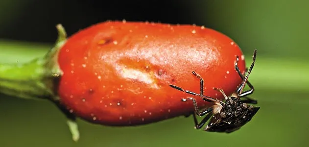 Bug on chili pepper