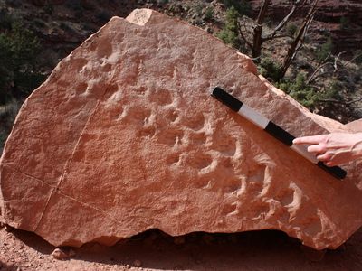 Geologist Allan Krill spotted these markings on a boulder the side of the Bright Angel Trail in 2016. The boulder weighs several hundred pounds. 