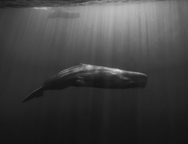 A Sperm Whale and Her Calf thumbnail