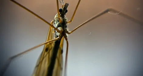 What do you hate most about mosquitoes?