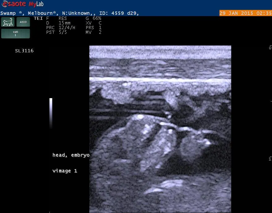 Ultrasound image of a swamp wallaby