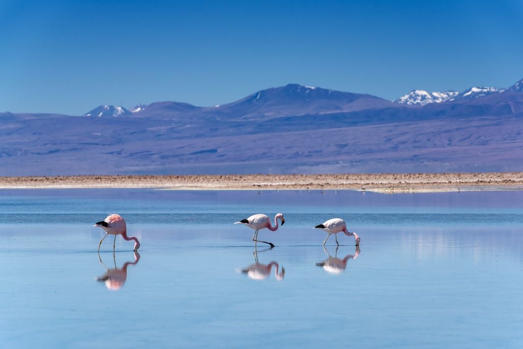 Three flamingos in water with mountains in the background