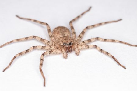 The flattie spider has the fastest-leg driven turn on the planet. Researchers say this finding has practical applications.