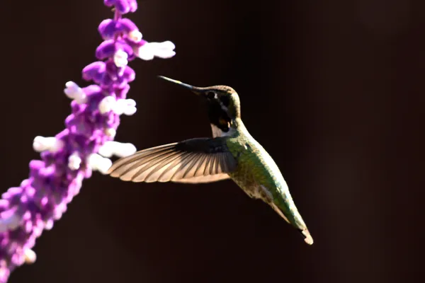 anna's humming bird thumbnail