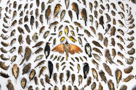 Photographer Jak Wonderly’s photo, titled “Caught by Cats,” visualizes the deadly effect cats can wreak on their natural surroundings. 