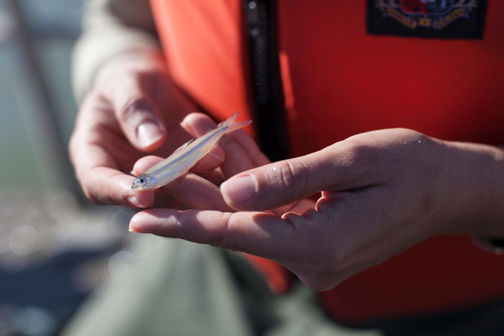 tiny fish trackers