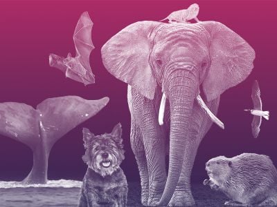 Bats, whales, naked mole rats, elephants, albatrosses, certain dog breeds and a few other animals live unexpectedly long lives. Can scientists discover their secrets?