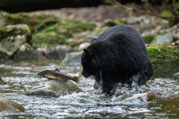 Like a fish out of water thumbnail