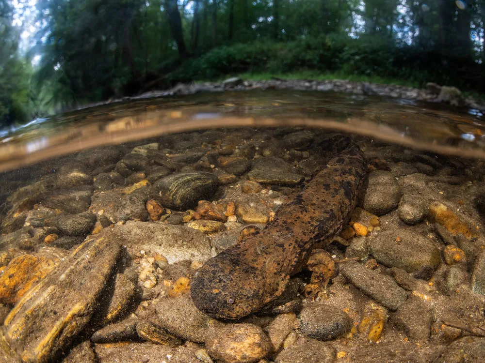 Eastern Hellbender