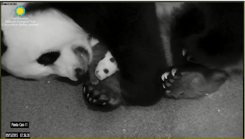The National Zoo Wants Your Cutest Panda Cam Photos | At the Smithsonian|  Smithsonian Magazine