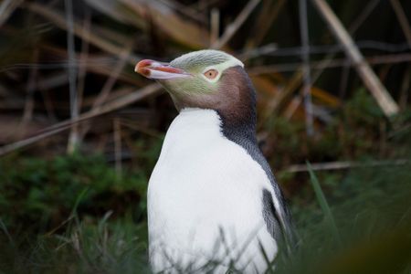 The hoiho, or yellow-eyed penguin, is thought to be one of the world's rarest penguin species.
