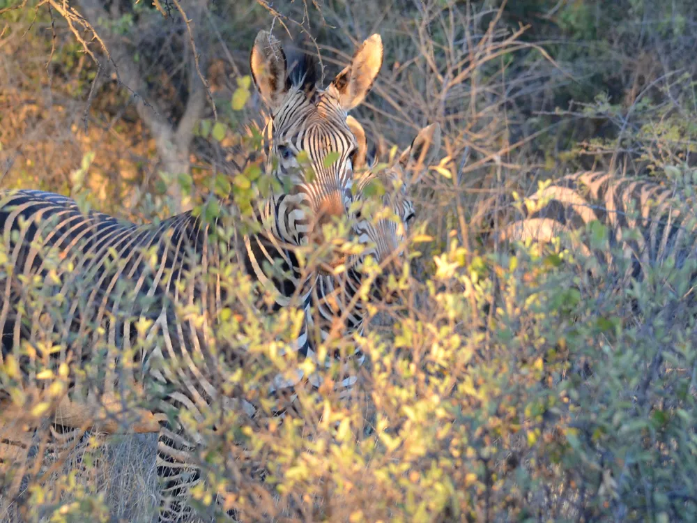 Namibian Zebra camouflage | Smithsonian Photo Contest | Smithsonian