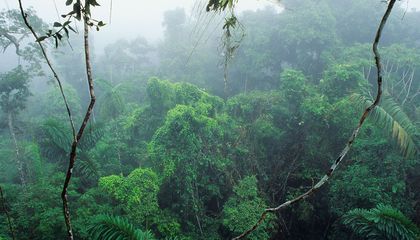 No, Dinosaurs Did Not Trudge Through Thick Rainforests