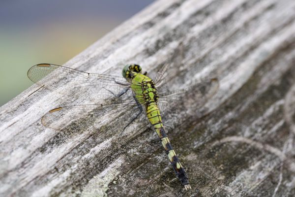 The Eastern Pondhawk thumbnail