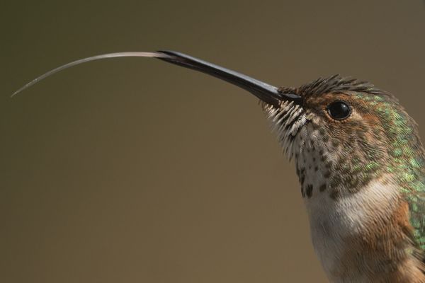 Hummingbird Tongue thumbnail