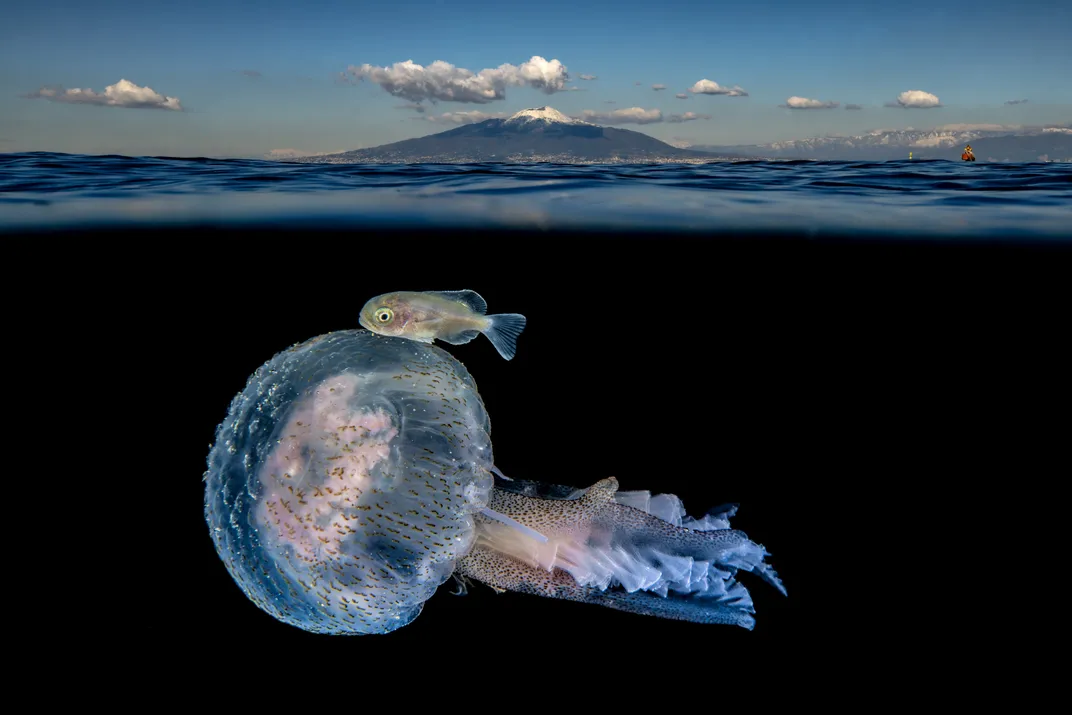translucent marine creatures swim in waters near the snowcapped Mount Vesuvius.