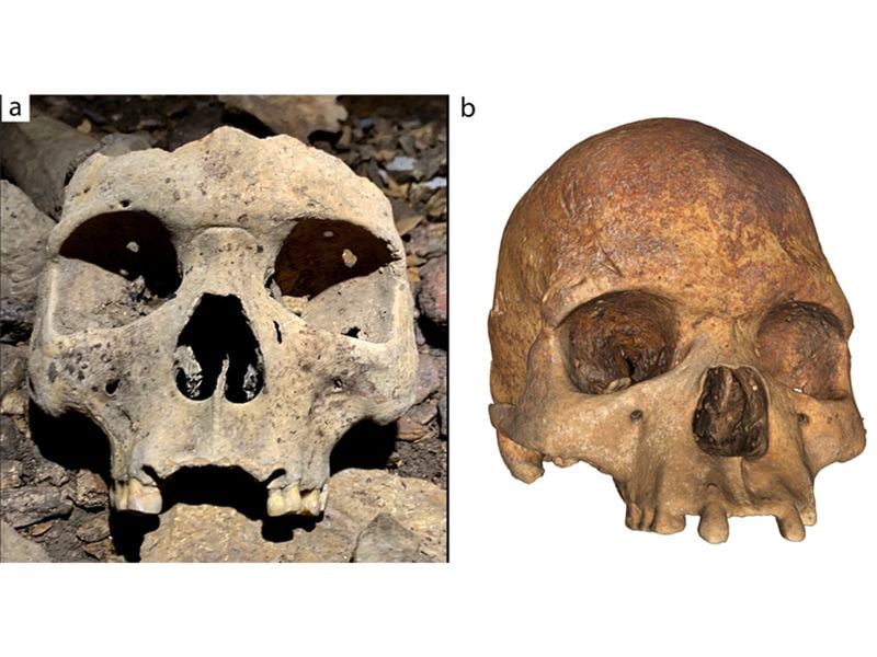 Two skulls with their front teeth removed