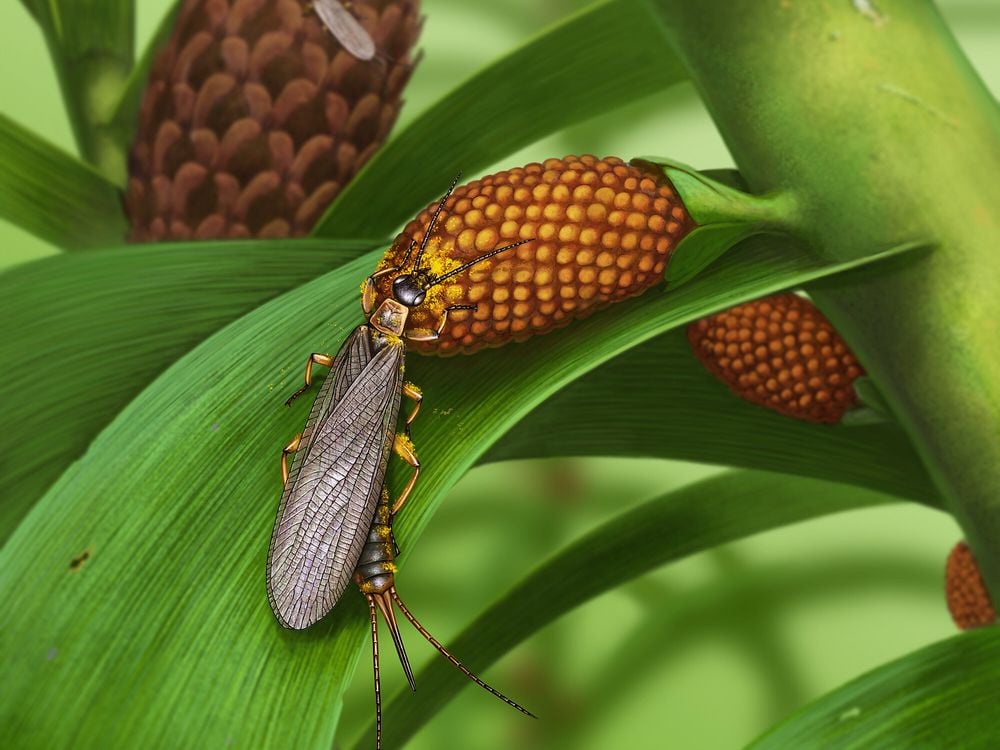 long, winged insect crawling on a leave with pollen