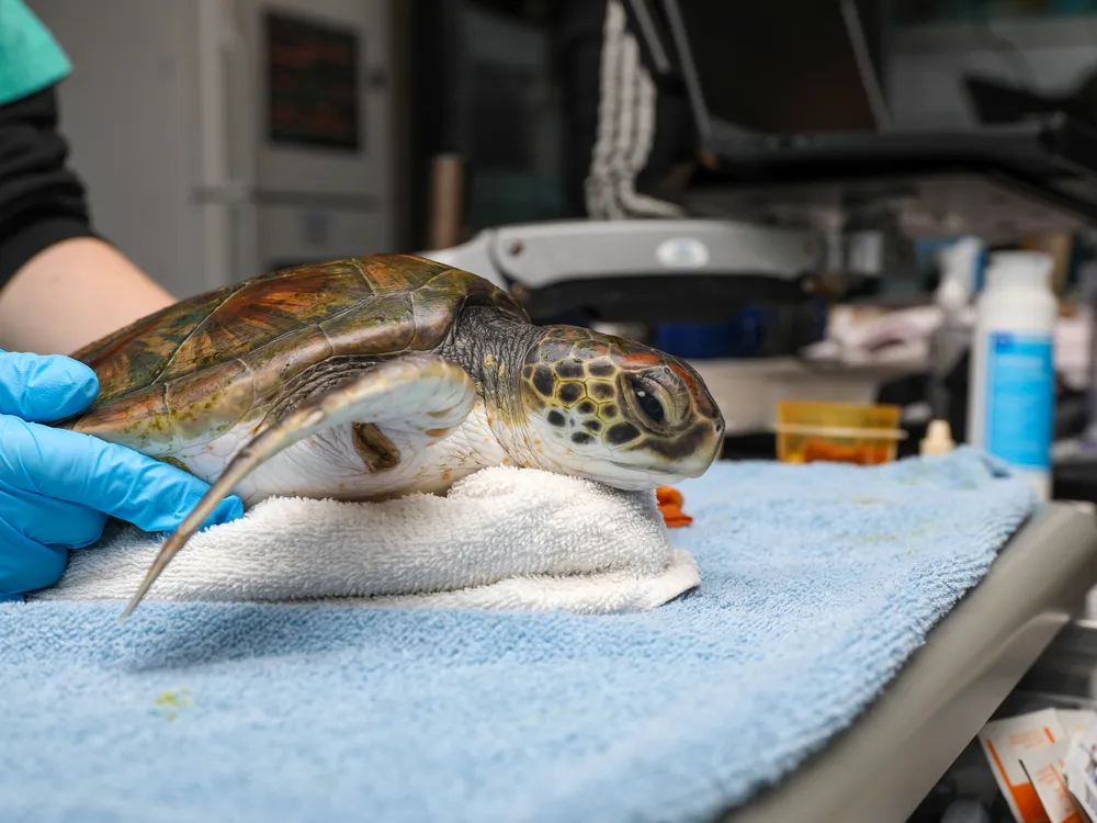 Turtle in a medical setting