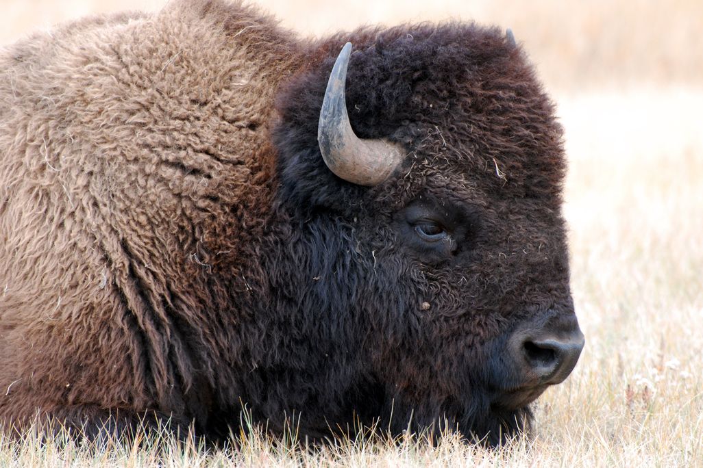 Bison resting