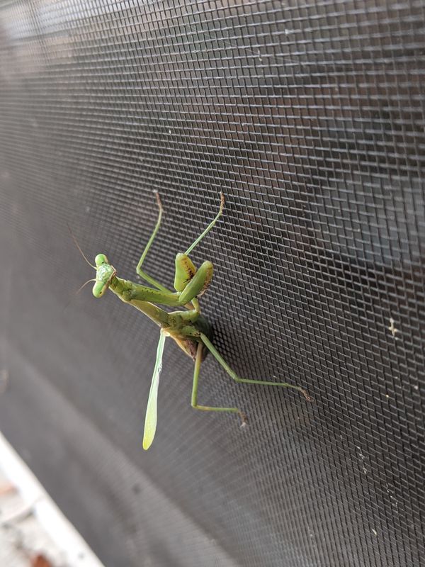Chinese Mantis on my WINDOW! thumbnail