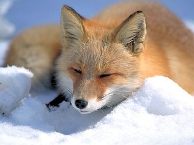 Fox
