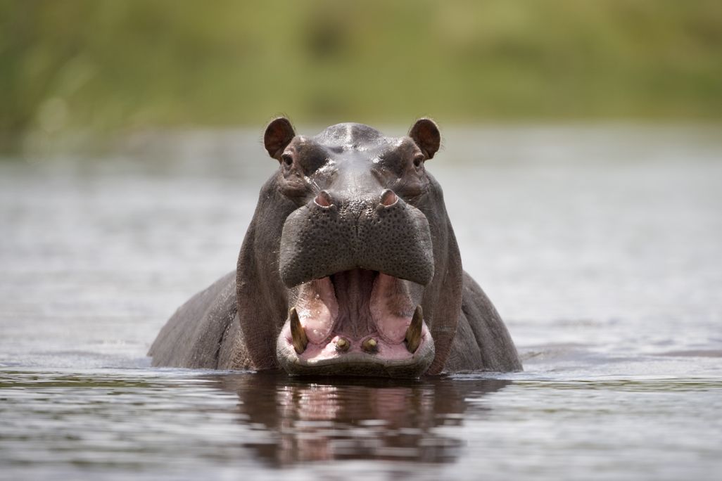 A hippo wading in water with its head just above the surface and mouth wide open