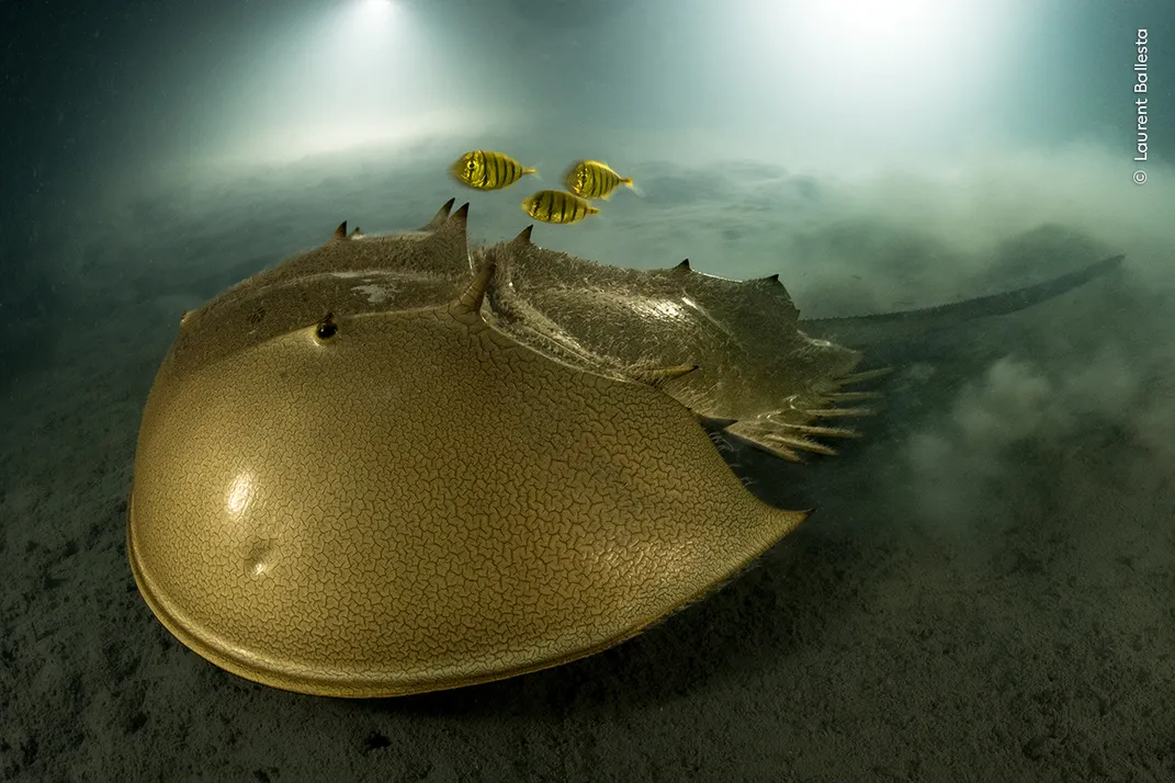 a horseshoe crab on the seafloor appears large and surrounded by a small dusty cloud of mud, with three yellow and blue fish above it