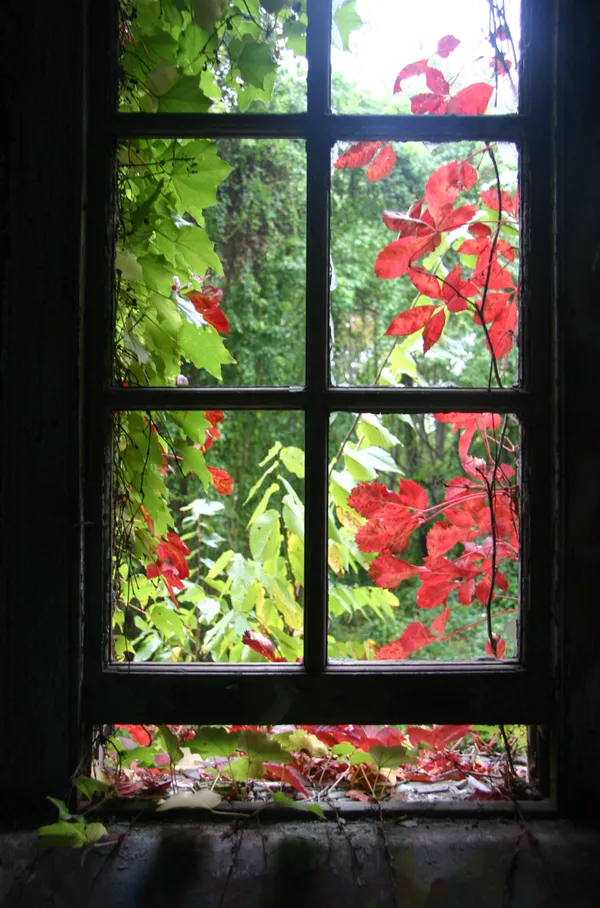 A window in the abandoned Staten Island Farm Colony thumbnail