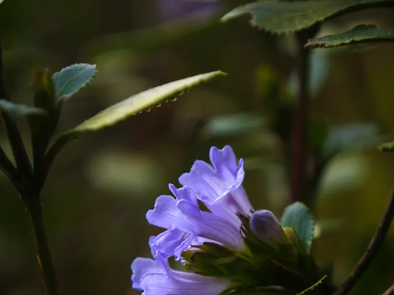 Kurinji Flower Smithsonian Photo Contest Smithsonian Magazine